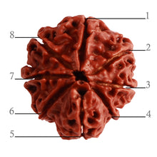 Load image into Gallery viewer, 8 Mukhi Nepalese Ganesha Rudraksha - Bead No. 270