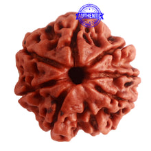 Load image into Gallery viewer, 8 Mukhi Nepalese Rudraksha - Bead No. 273