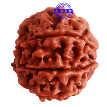 Load image into Gallery viewer, 8 Mukhi Nepalese Rudraksha - Bead No. 273