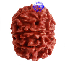 Load image into Gallery viewer, 8 Mukhi Nepalese Rudraksha - Bead No. 274