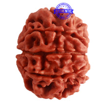 Load image into Gallery viewer, 8 Mukhi Nepalese Rudraksha - Bead No. 275