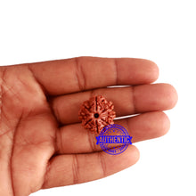 Load image into Gallery viewer, 8 Mukhi Nepalese Rudraksha - Bead No. 278