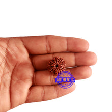 Load image into Gallery viewer, 8 Mukhi Nepalese Rudraksha - Bead No. 279
