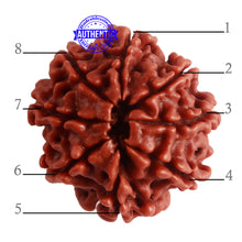 Load image into Gallery viewer, 8 Mukhi Nepalese Rudraksha - Bead No. 279