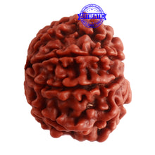 Load image into Gallery viewer, 8 Mukhi Nepalese Rudraksha - Bead No. 279