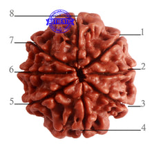 Load image into Gallery viewer, 8 Mukhi Nepalese Rudraksha - Bead No. 280