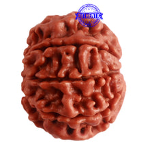 Load image into Gallery viewer, 8 Mukhi Nepalese Rudraksha - Bead No. 280