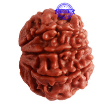 Load image into Gallery viewer, 8 Mukhi Nepalese Rudraksha - Bead No. 280