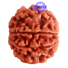 Load image into Gallery viewer, 8 Mukhi Nepalese Rudraksha - Bead No. 281