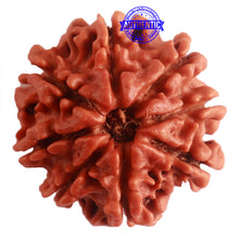 Load image into Gallery viewer, 8 Mukhi Nepalese Rudraksha - Bead No. 282