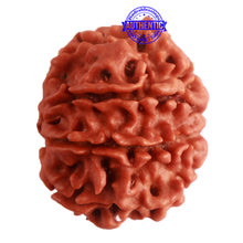 Load image into Gallery viewer, 8 Mukhi Nepalese Rudraksha - Bead No. 282