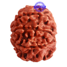 Load image into Gallery viewer, 8 Mukhi Nepalese Rudraksha - Bead No. 282