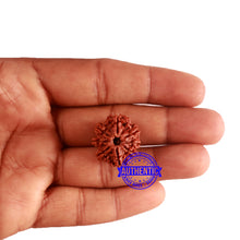 Load image into Gallery viewer, 8 Mukhi Nepalese Rudraksha - Bead No. 283