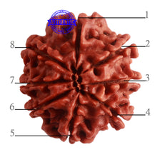 Load image into Gallery viewer, 8 Mukhi Nepalese Rudraksha - Bead No. 283