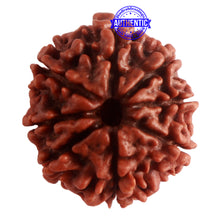 Load image into Gallery viewer, 8 Mukhi Nepalese Rudraksha - Bead No. 284