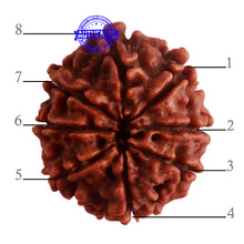 Load image into Gallery viewer, 8 Mukhi Nepalese Rudraksha - Bead No. 284