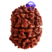 Load image into Gallery viewer, 8 Mukhi Nepalese Rudraksha - Bead No. 284