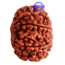 Load image into Gallery viewer, 8 Mukhi Nepalese Rudraksha - Bead No. 285