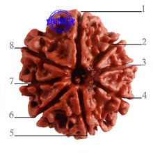 Load image into Gallery viewer, 8 Mukhi Nepalese Rudraksha - Bead No. 286