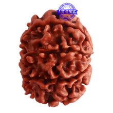 Load image into Gallery viewer, 8 Mukhi Nepalese Rudraksha - Bead No. 286