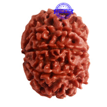 Load image into Gallery viewer, 8 Mukhi Nepalese Rudraksha - Bead No. 286