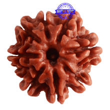 Load image into Gallery viewer, 8 Mukhi Nepalese Rudraksha - Bead No. 287