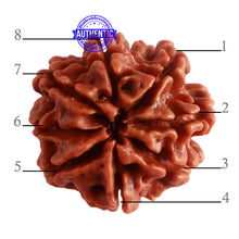 Load image into Gallery viewer, 8 Mukhi Nepalese Rudraksha - Bead No. 287