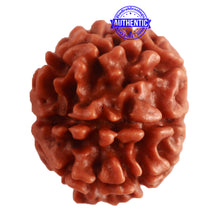 Load image into Gallery viewer, 8 Mukhi Nepalese Rudraksha - Bead No. 287
