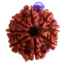 Load image into Gallery viewer, 8 Mukhi Nepalese Rudraksha - Bead No. 288