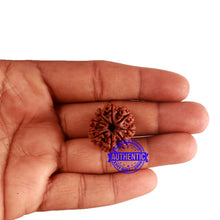 Load image into Gallery viewer, 8 Mukhi Nepalese Rudraksha - Bead No. 289
