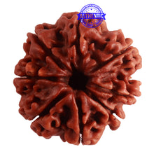 Load image into Gallery viewer, 8 Mukhi Nepalese Rudraksha - Bead No. 289