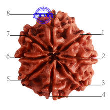 Load image into Gallery viewer, 8 Mukhi Nepalese Rudraksha - Bead No. 290
