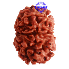 Load image into Gallery viewer, 8 Mukhi Nepalese Rudraksha - Bead No. 290