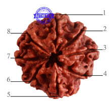 Load image into Gallery viewer, 8 Mukhi Nepalese Rudraksha - Bead No. 291