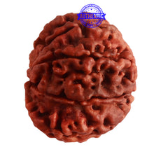 Load image into Gallery viewer, 8 Mukhi Nepalese Rudraksha - Bead No. 291