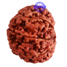 Load image into Gallery viewer, 8 Mukhi Nepalese Rudraksha - Bead No. 291