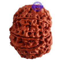 Load image into Gallery viewer, 8 Mukhi Nepalese Rudraksha - Bead No. 292