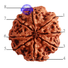 Load image into Gallery viewer, 8 Mukhi Nepalese Rudraksha - Bead No. 293