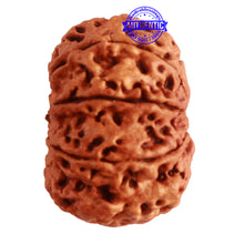 Load image into Gallery viewer, 8 Mukhi Nepalese Rudraksha - Bead No. 293