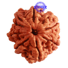 Load image into Gallery viewer, 8 Mukhi Nepalese Double Ganesha Rudraksha - Bead No. 296