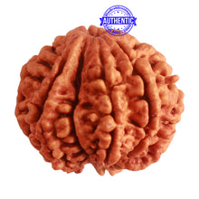 Load image into Gallery viewer, 8 Mukhi Nepalese Double Ganesha Rudraksha - Bead No. 296