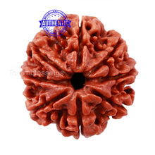 Load image into Gallery viewer, 8 Mukhi Nepalese Rudraksha - Bead No. 34
