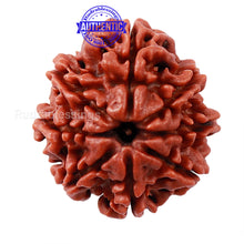 Load image into Gallery viewer, 8 Mukhi Nepalese Rudraksha - Bead No. 38