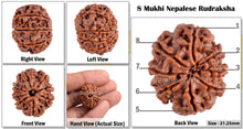 Load image into Gallery viewer, 8 Mukhi Nepalese Rudraksha - Bead No. 3