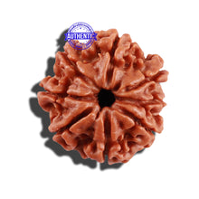 Load image into Gallery viewer, 8 Mukhi Nepalese Rudraksha - Bead No. 46