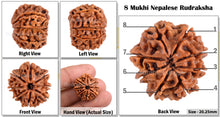 Load image into Gallery viewer, 8 Mukhi Nepalese Rudraksha - Bead No. 4