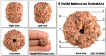 Load image into Gallery viewer, 8 Mukhi Indonesian Rudraksha - Bead No. 52