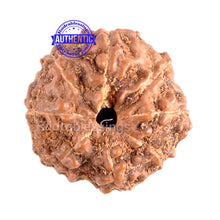 Load image into Gallery viewer, 8 Mukhi Indonesian Rudraksha - Bead No. 52