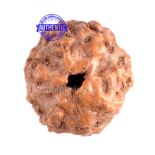 Load image into Gallery viewer, 8 Mukhi Indonesian Rudraksha - Bead No. 53