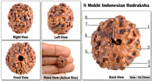 Load image into Gallery viewer, 8 Mukhi Indonesian Rudraksha - Bead No. 55